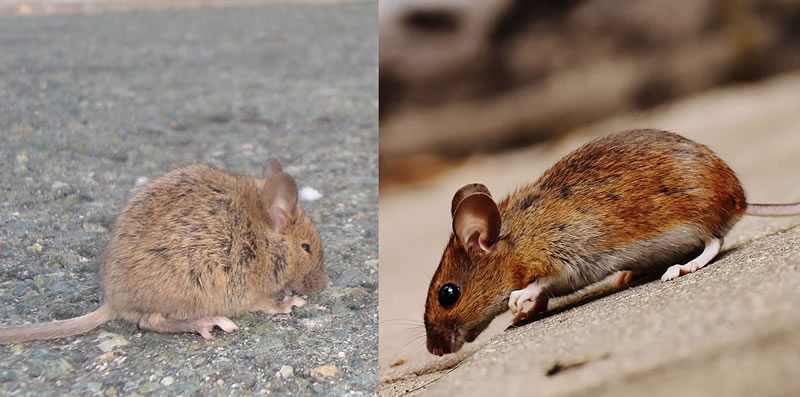 Comment combattre une invasion de souris et de rats ?
