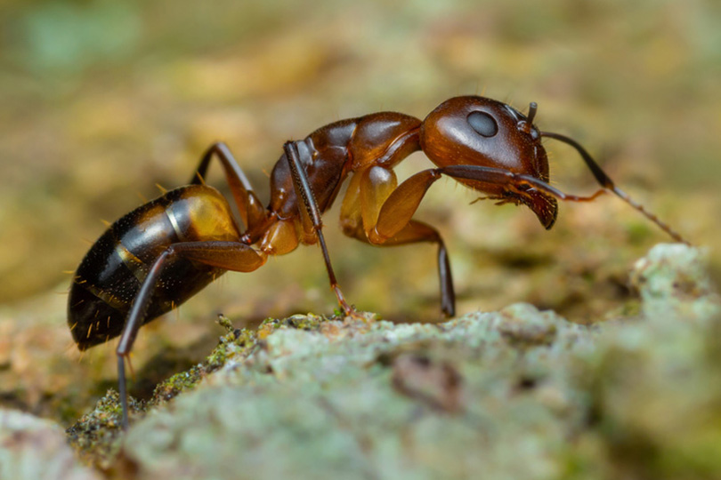 Comment repérer et éliminer des fourmis charpentières?